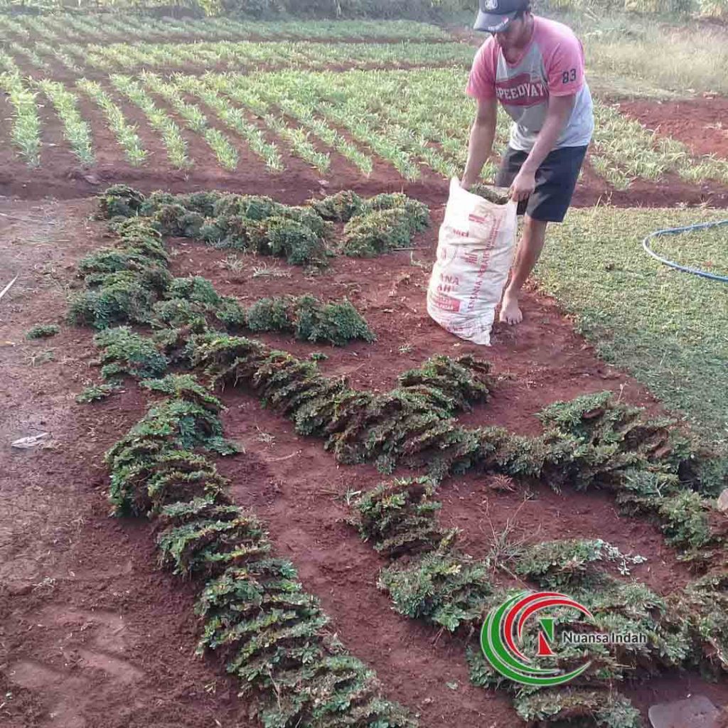 harga rumput gajah mini