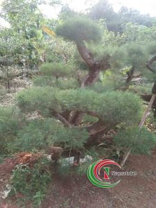 jual pohon cemara udang