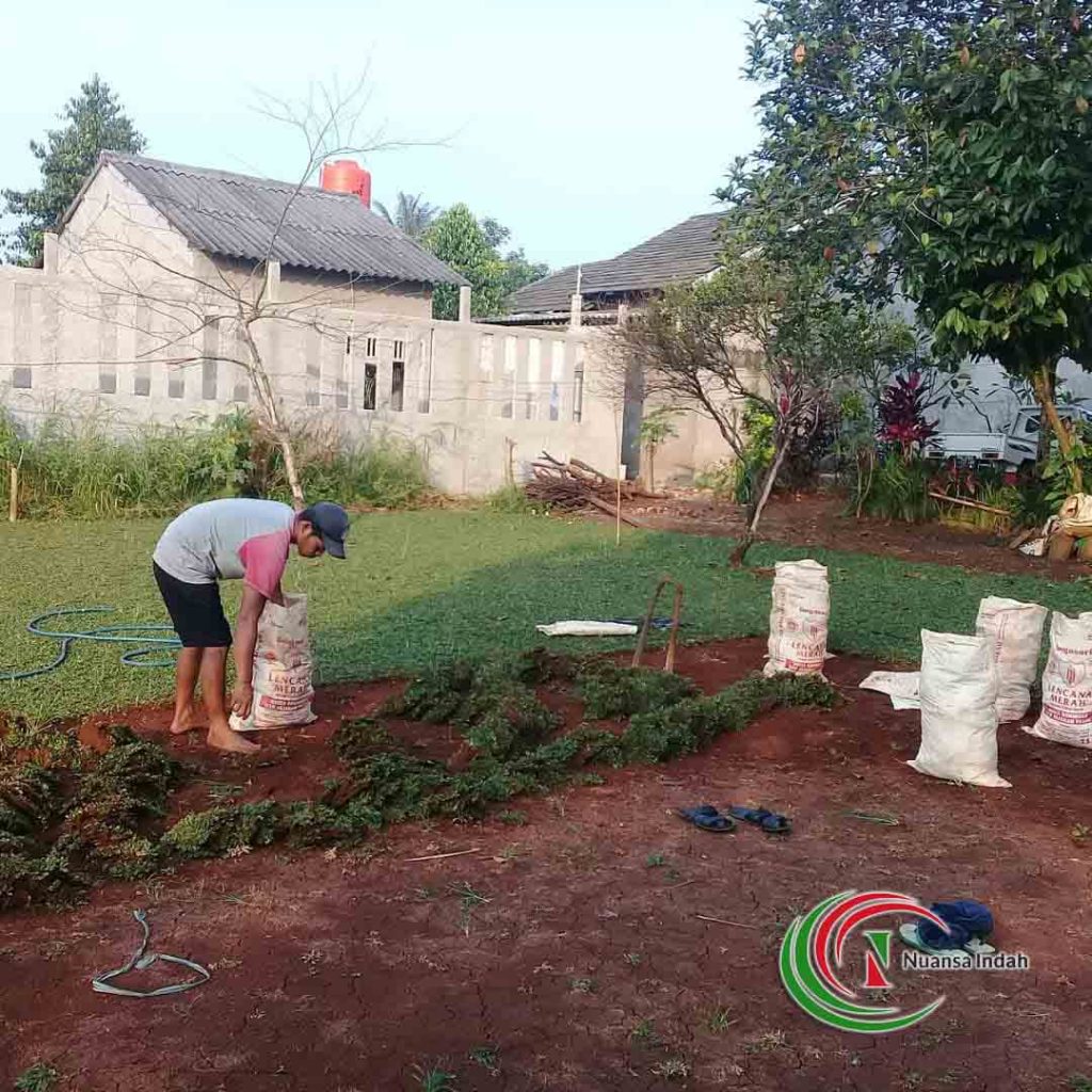 jual rumput gajah mini