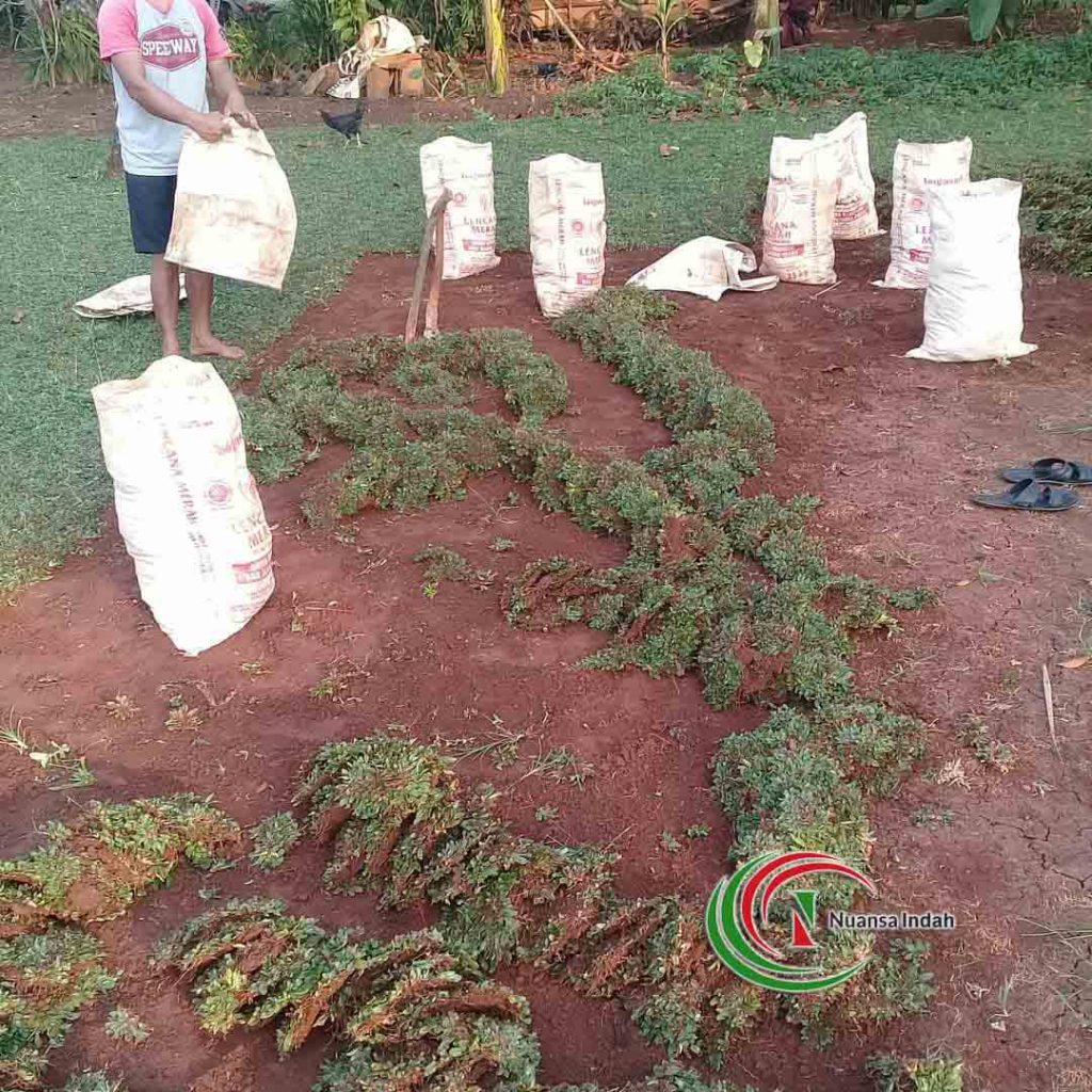 penjual rumput gajah mini