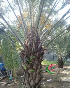 harga pohon kurma