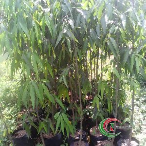 jual pohon glodokan tiang
