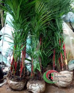 jual pohon palem merah