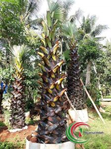 jual pohon lontar