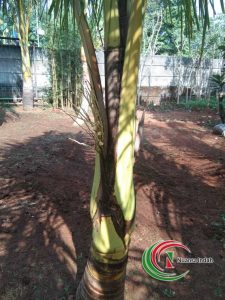 petani tanaman kelapa hias