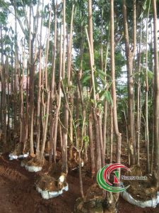 harga tanaman pule