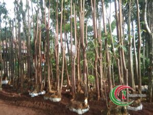 jual pohon pule