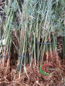 Jual Bambu Cina