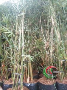 Jual Pohon Bambu Kelisik