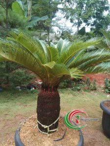 Jual Pohon sikas
