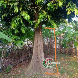 Harga Jual Pohon Ganyam