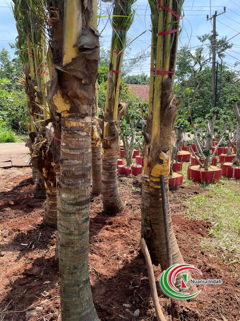 Harga Pohon Kelapa Kuning