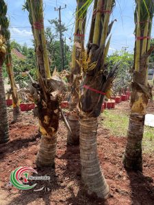 Jual Pohon Kelapa Gading murah