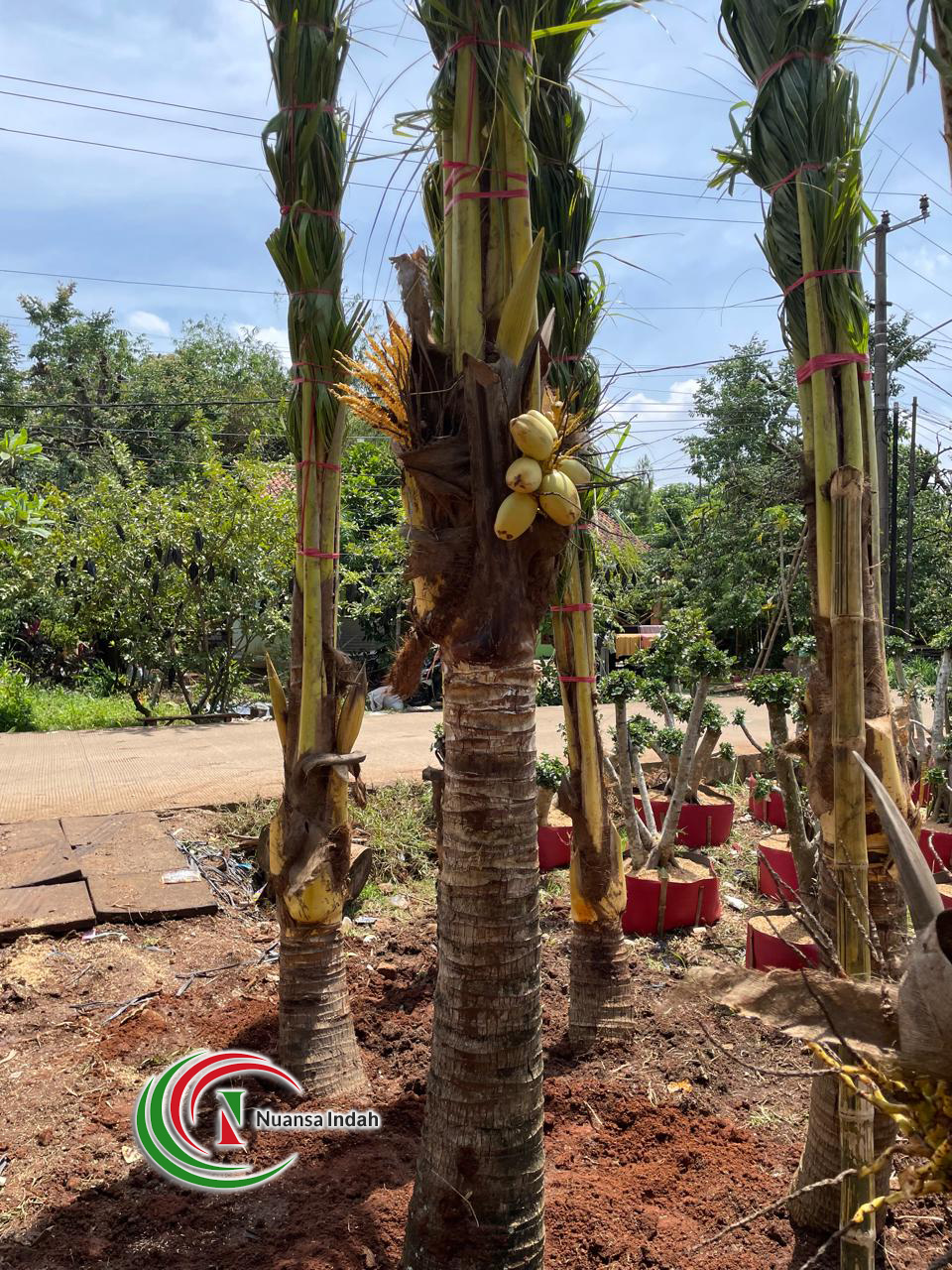 Jual Pohon Kelapa Kuning